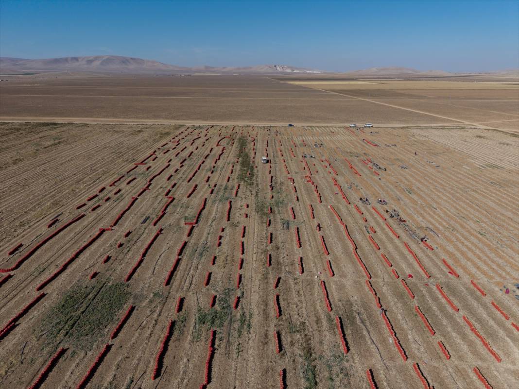 Konya Ovası’nda tablo gibi hasat 10